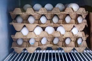 huevos de gallina en primer plano de bandejas de cartón foto