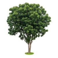 aislar las hojas del árbol de neem verde. foto