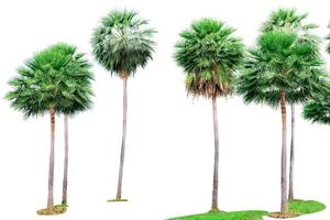 Palm tree isolated on white background. Palm tree for decoration tropical garden. Tall tree with green leaves for decoration summer paradise beach. photo