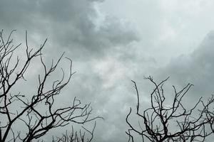 Silhouette dead tree on dark dramatic sky and gray clouds. Dark sky and dead tree background for Halloween day. Dead tree branches frame with space. Leafless tree. Background for sad and lonely moment photo