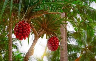 Pandanus tectorius tree with ripe hala fruit on blur background of coconut tree at tropical beach with sunlight. Tahitian screwpine branch and red fruit on seashore beach. Clean beach environment. photo