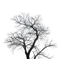 Leafless tree isolated on white background. Silhouette bare tree isolated on white background. photo