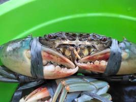 Details of sea crabs tied with live ropes photo