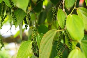 Fresh pepper plants in the garden ready to harvest photo