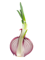 red onion transparent PNG