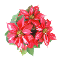 christmas star Poinsettia Euphorbia pulcherrima plant transparen