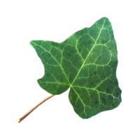 murgröna blad transparent png