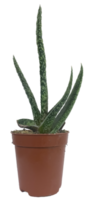 planta suculenta en una olla aislada png