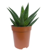 Succulent plant in a pot isolated png