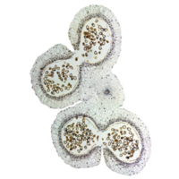 Lily anther micrograph transparent PNG