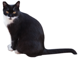 gato doméstico preto e branco transparente png