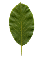 walnut tree leaf transparent PNG