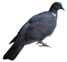wood pigeon bird animal transparent PNG