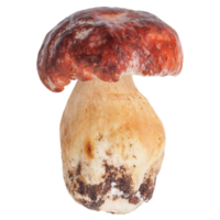 porcini mushroom transparent PNG