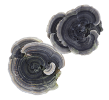 staffa polipori funghi trasparente png