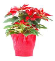 christmas star Poinsettia Euphorbia pulcherrima plant transparen png