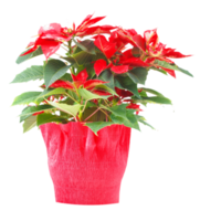 estrella de navidad poinsettia euphorbia pulcherrima planta transparente png