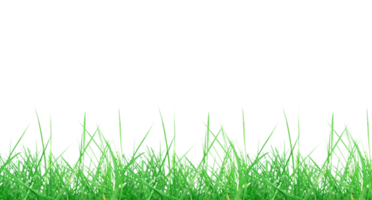 gräs transparent png
