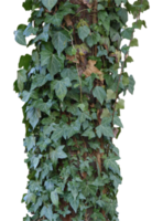 ivy plant transparent PNG