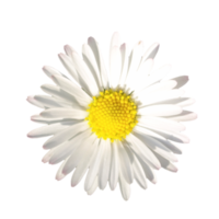 daisy flower transparent PNG