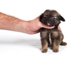 cachorro chihuahua frente a un fondo blanco foto