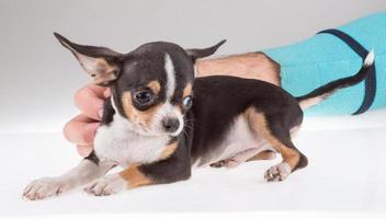 retrato de un lindo cachorro de pura raza chihuahu foto