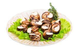 Escargot snails on a plate photo