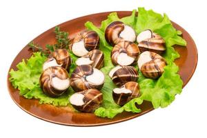 Escargot snails on a plate photo