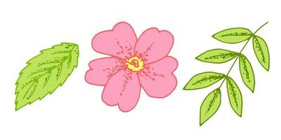 conjunto de vectores de color dibujado a mano. flor de rosa mosqueta, rama con hojas verdes suaves. para pegatina, impresión, etiqueta. temporada primavera verano.