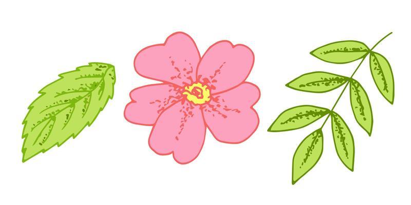 Hand-drawn color vector set. Pink rosehip flower, branch with gently green leaves. For sticker, print, label. Spring summer season.