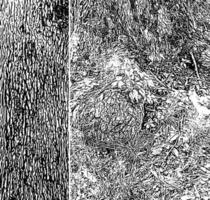 tronco de árbol y base de texturas de un árbol de roble vector