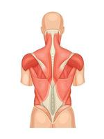 Diagrama anatómico educativo de los músculos de la espalda. modelo posterior de estructura humana y disposición de detalles. ilustración médica vectorial vector