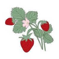 line illustration strawberry bush with berries and flowering vector