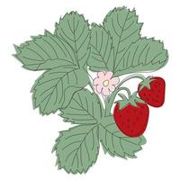 line illustration strawberry bush with berries and flowering vector