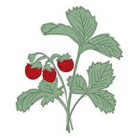 line illustration strawberry bush with berries and flowering vector