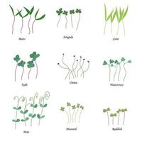 Vector set of microgreens. Herbs - peas, onions, corn, collards, mustard, watercress, arugula, beets