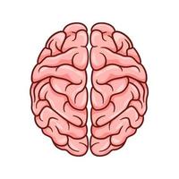 Human Brain vector isolated on white background
