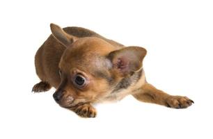 short haired chihuahua puppy in front of a white background photo