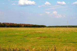 grass valley in forest during summer photo