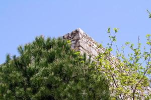 pine growing on an eminence, Turkey photo