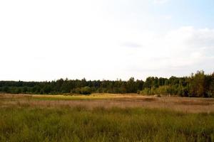 grass valley in forest during summer photo