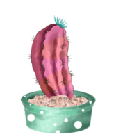 cactus acuarela en maceta png