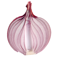 rote zwiebel transparent png