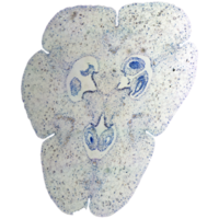 Lily ovary micrograph transparent PNG