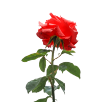 rosa roja flor transparente png