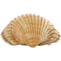 coquillage transparent png