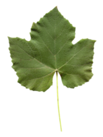 vitis tree leaf transparent PNG