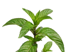 peppermint plant transparent PNG