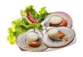 Raw fresh scallop photo