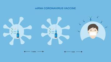 Concepts of mRNA vaccine for coronavirus protection. vector